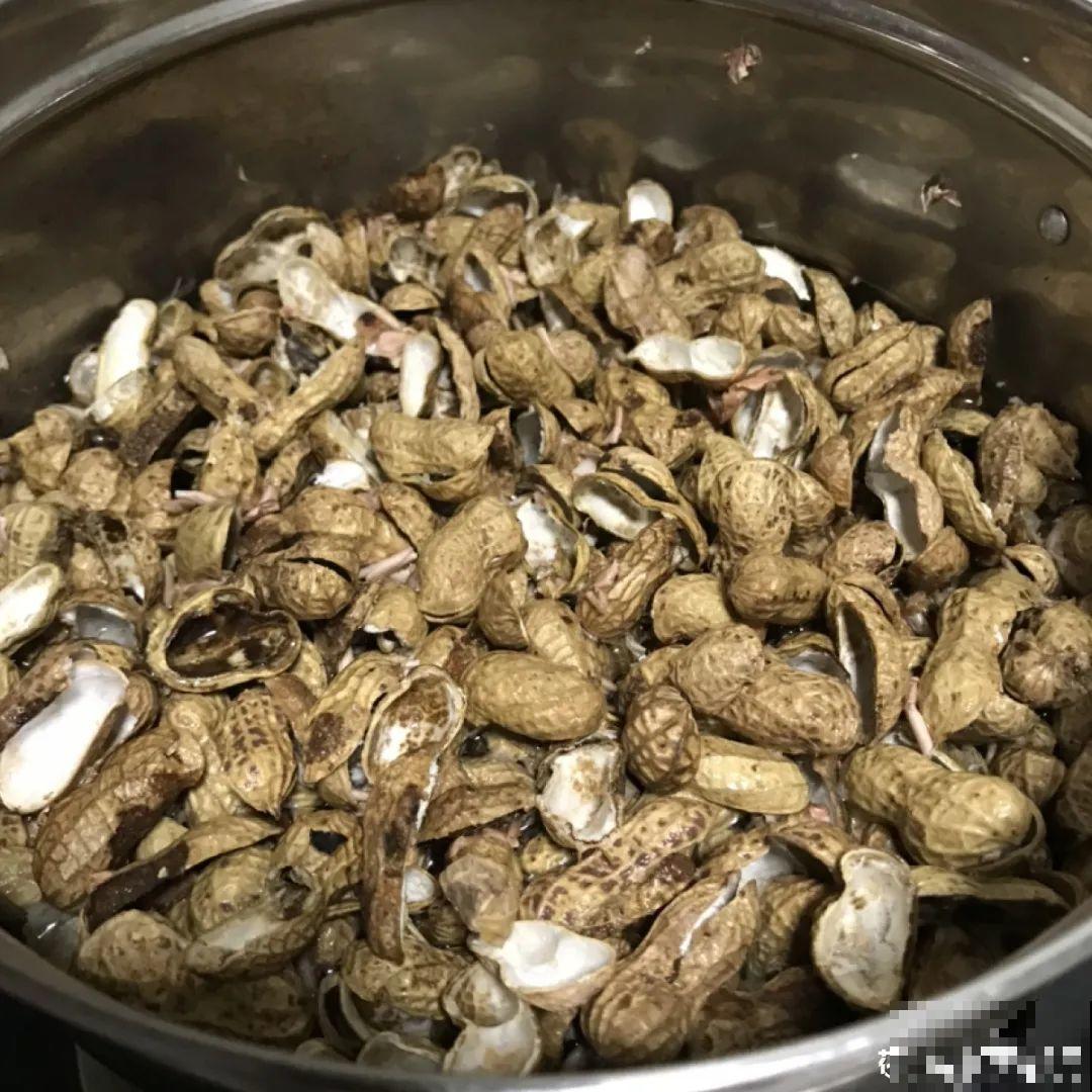 家里的花生壳别丢，拿来养花效果好，根系太旺盛