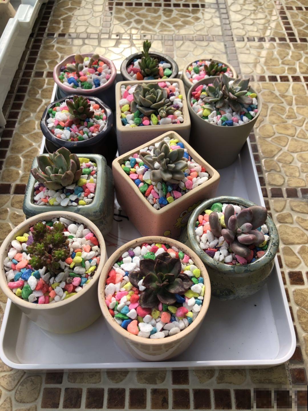 在家里养花,再穷也不能省这3样,能提高养花幸福感 在家里养花,再穷也不能省这3样,能提高养花幸福感