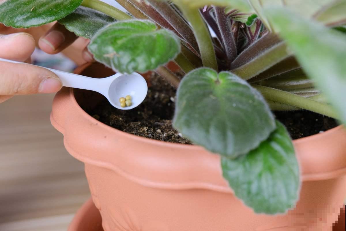 你了解养花肥料吗？肥料知识大全，学会你就是养花高手！