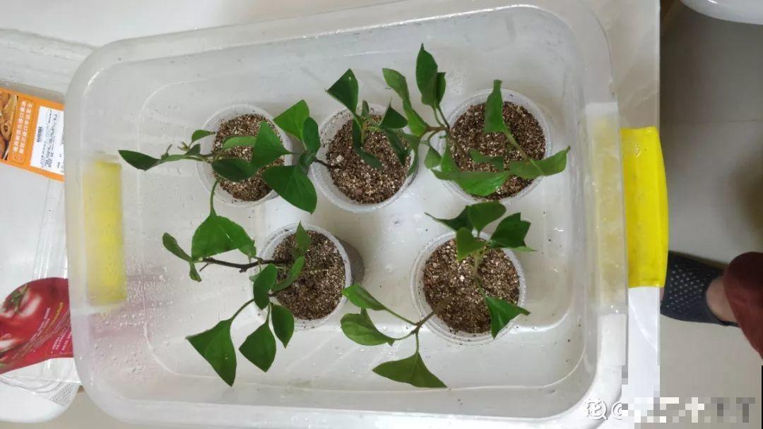 现在扦插超好活，剪根枝，捂3天，冒出狗牙根！