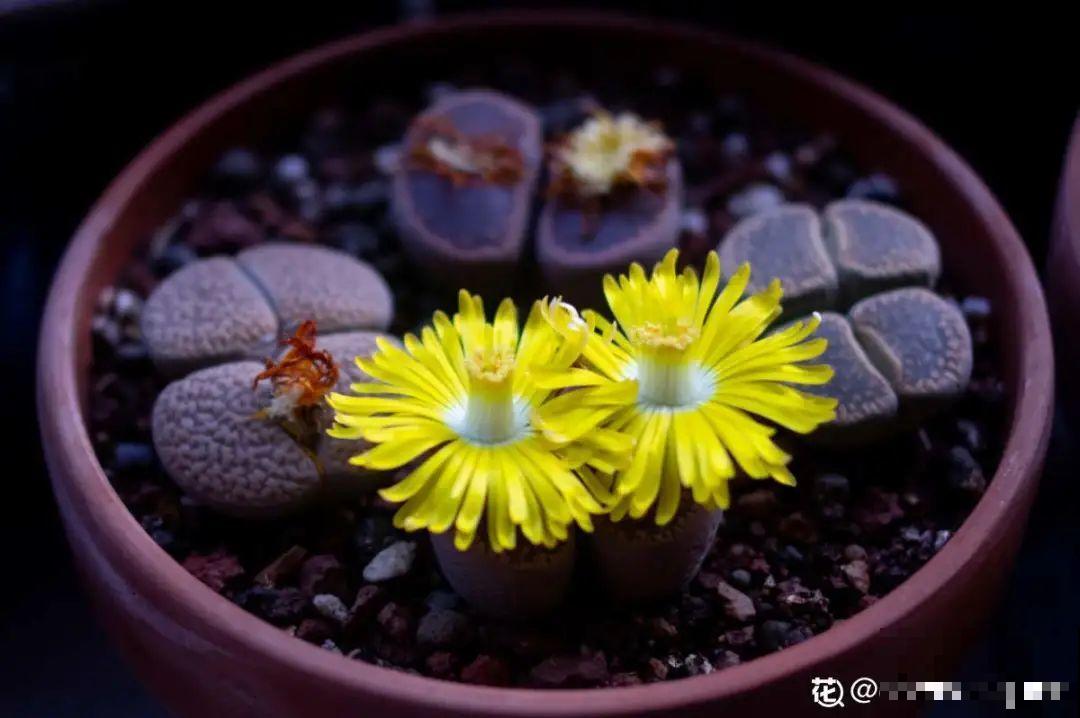 年纪轻轻，养点花种点草，提前过过养老生活