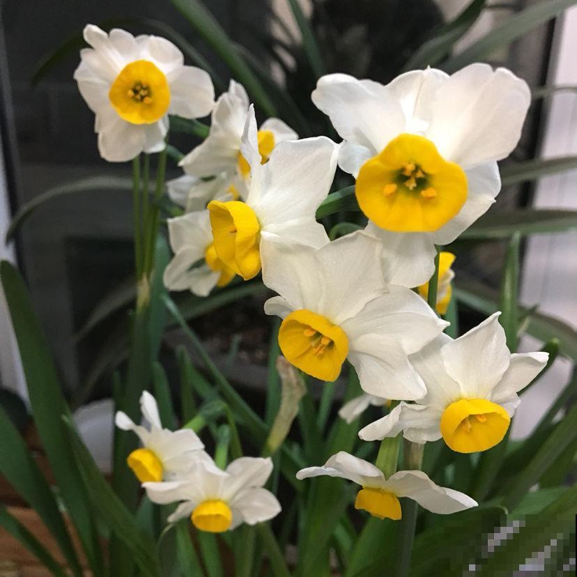 过年家里养花，就养这些“节节高”花，新的一年节节攀升