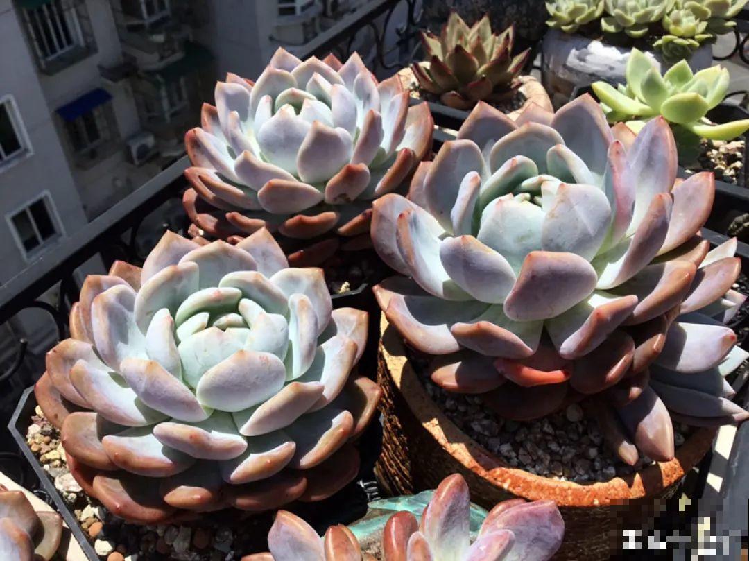 多肉要是养好了，精致得像艺术品，光看就很满足了
