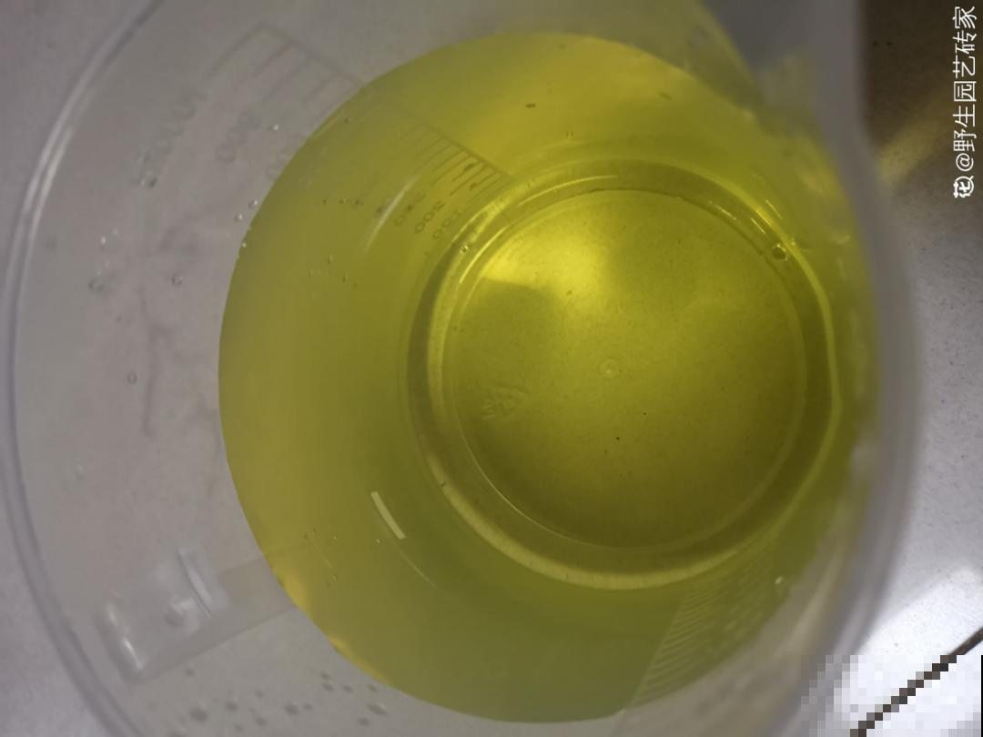 土里浇点果皮水，能维持土壤酸性，茉莉兰花开爆盆