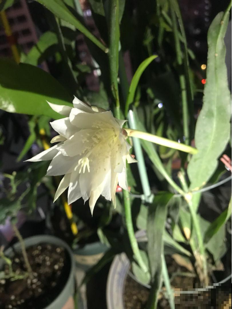 一天中时间不同，开花的植物也不同，太神奇了