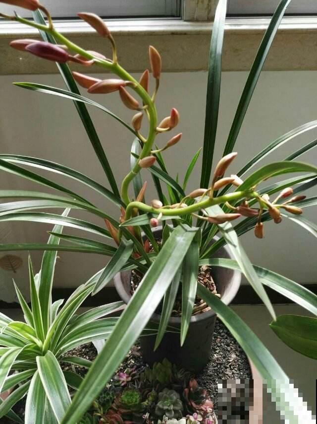 12种幸运花，你是几月出生，最旺你的花就是那它！