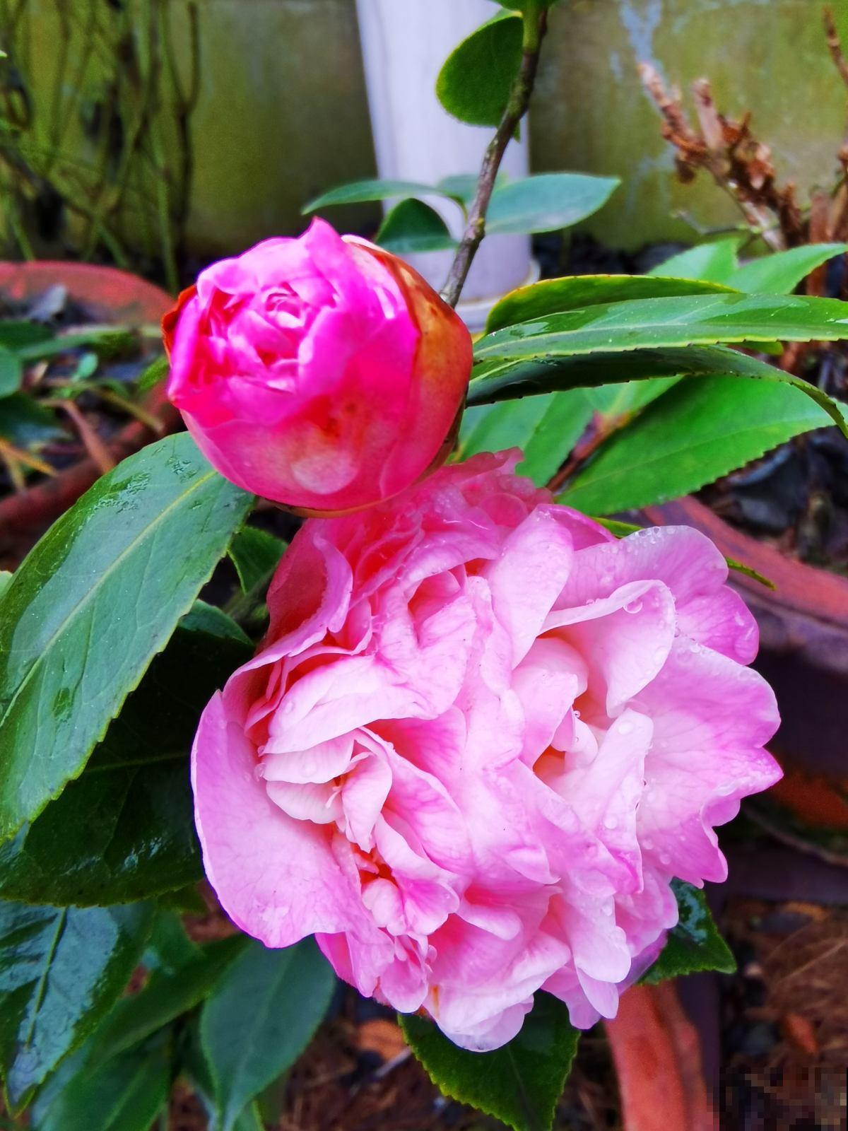 家里养盆守家树，镇宅纳福，一年到头红红火火