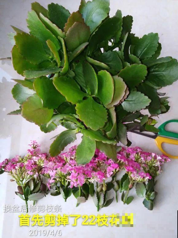 2月养花下狠手，剃光头、撸光叶，越狠越开花！