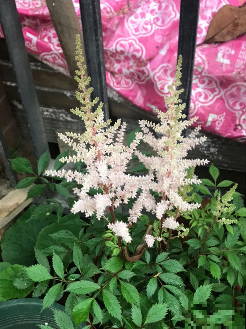 4种花超霸气，院子里养一种，开花气质独特