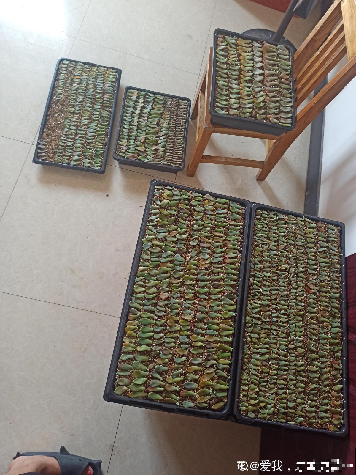 她养了上千棵多肉，排列得整整齐齐，妥妥的强迫症福音！