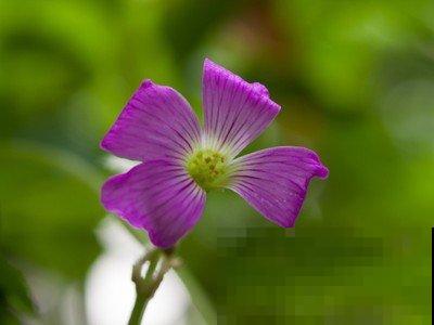 冬季必备酢浆草，颜值高好养护，轻松开成一片“花海”！