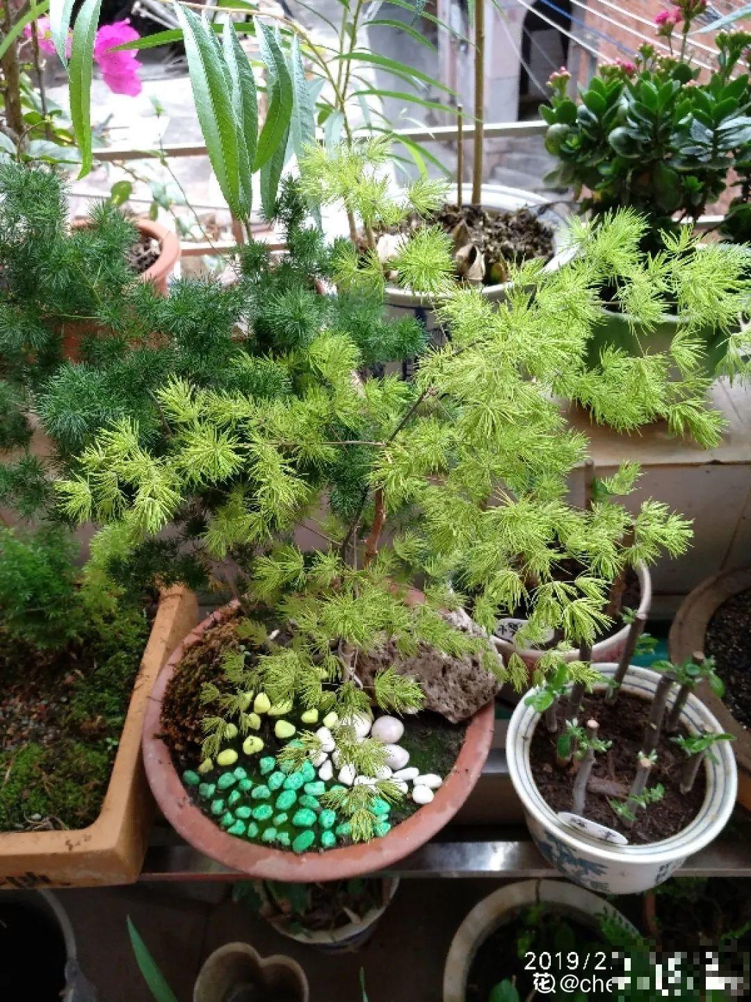 不同的花要摆在不同地方，摆对了才好看，摆错了看着糟心！