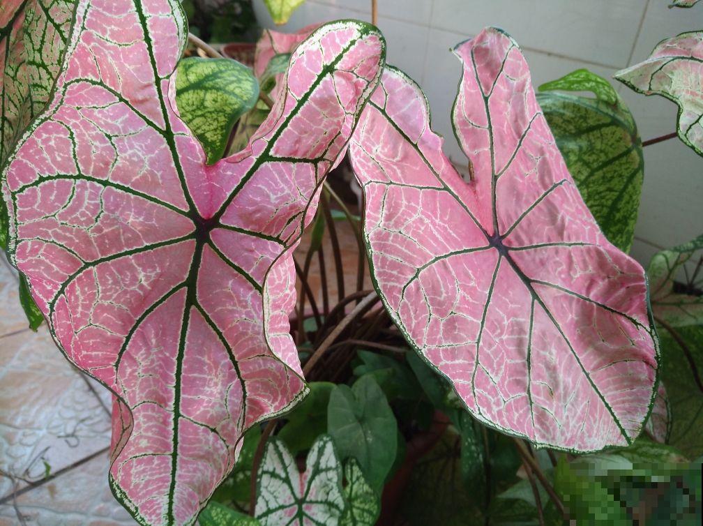 4种花天生粉色,不光好养,还春意浓浓,适合养在家里 4种花天生粉色,不光好养,还春意浓浓,适合养在家里