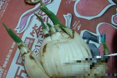 牙签串大蒜，冒充七彩水仙？千万别上当！