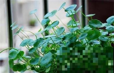 “网红”盆栽镜面草,冬天这样养护,叶子又大又圆! “网红”盆栽镜面草,冬天这样养护,叶子又大又圆!