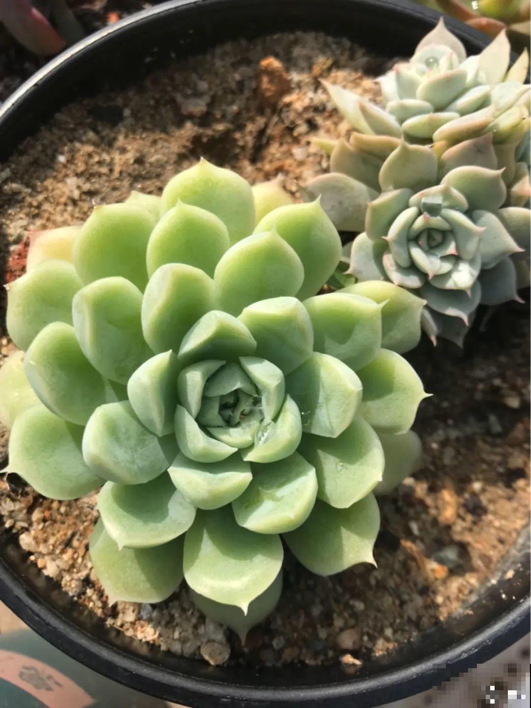 3款果冻多肉，透明软萌人人爱，好想轻轻咬一口！