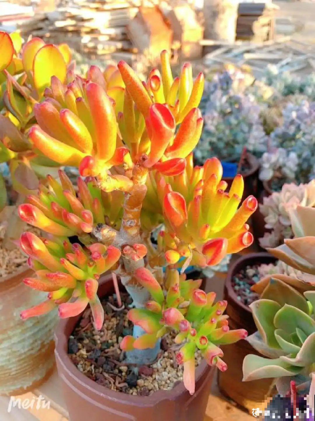 聪明人养花,喜欢养气质花,养在家里上档次! 聪明人养花,喜欢养气质花,养在家里上档次!