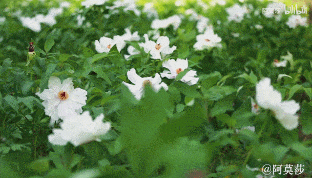 3年的时间，老院子变成大花园，过上塔莎奶奶一样的日子！