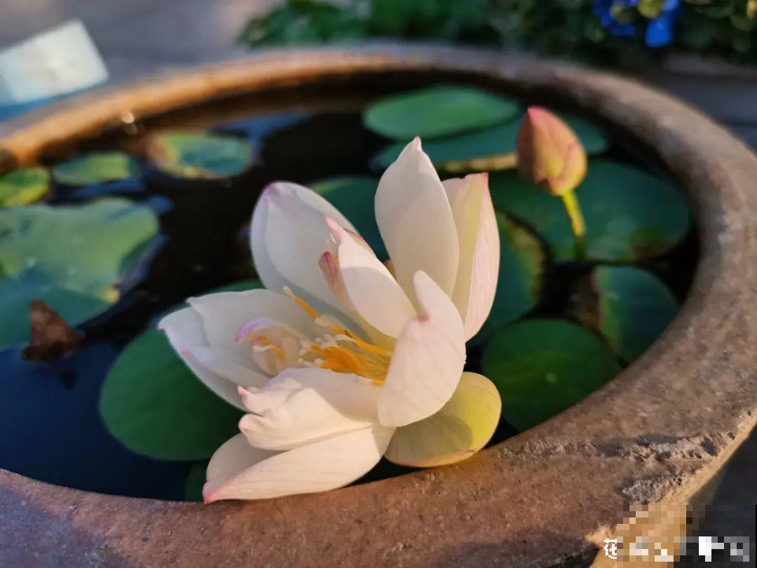 民间十大不吉利花，到底是哪流传来的