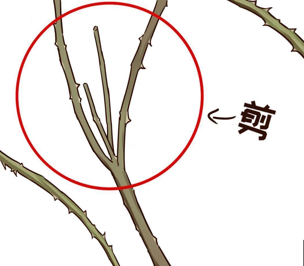 7种花，现在绝对不能剪，剪了一年不开花！