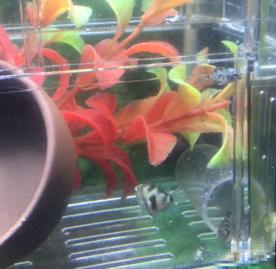 养鱼水浇花肥效好？为啥越浇越坏？这3点要注意！