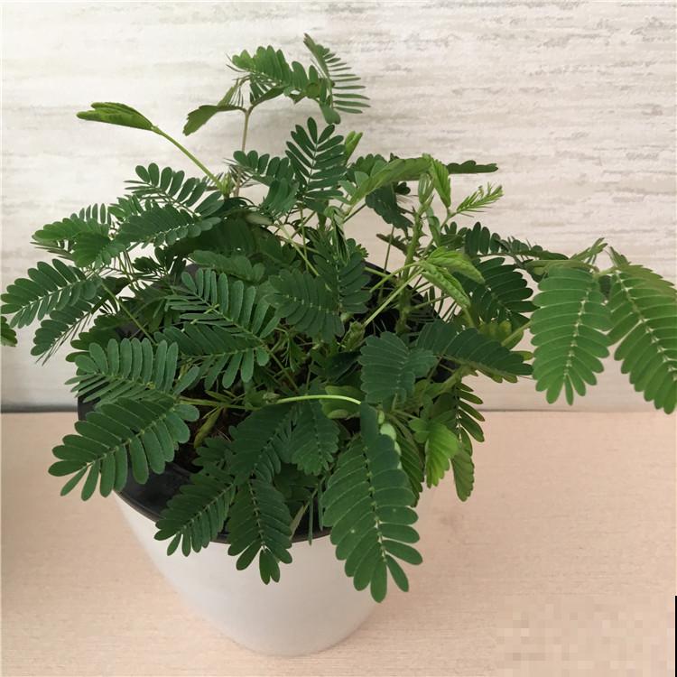 4种超有趣的植物，随便养一种，都成了“玩具”