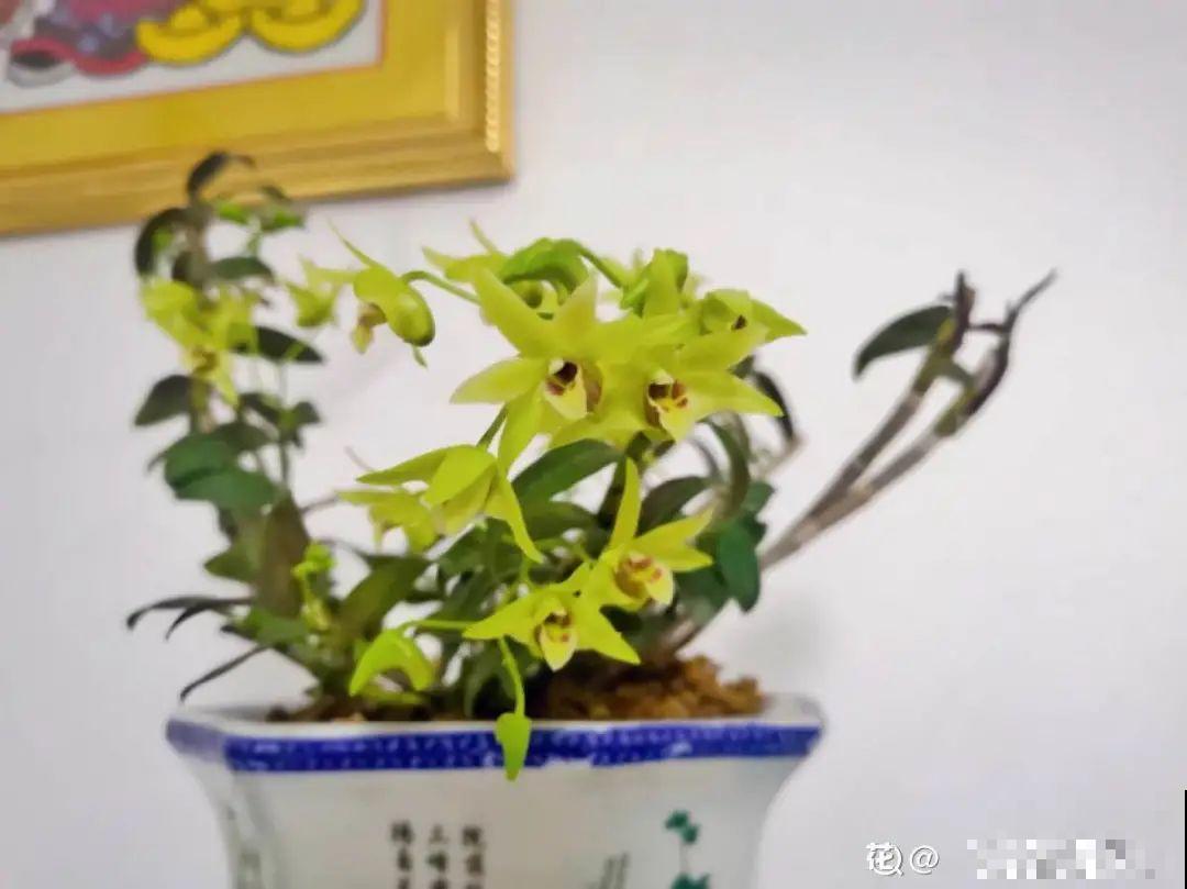 花在半空中生根了？恭喜你，又多了一棵花