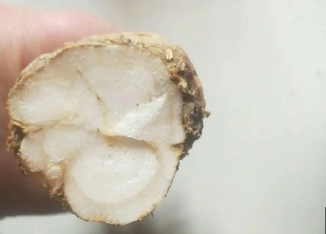 8种难养的花，脱土脱盆泡水里，越浇水长得越旺！