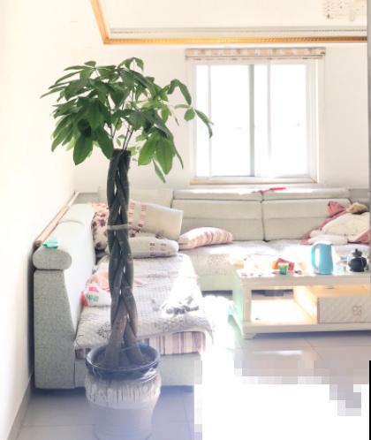 养护发财树,一定要做好这4点,才能枝繁叶茂! 养护发财树,一定要做好这4点,才能枝繁叶茂!