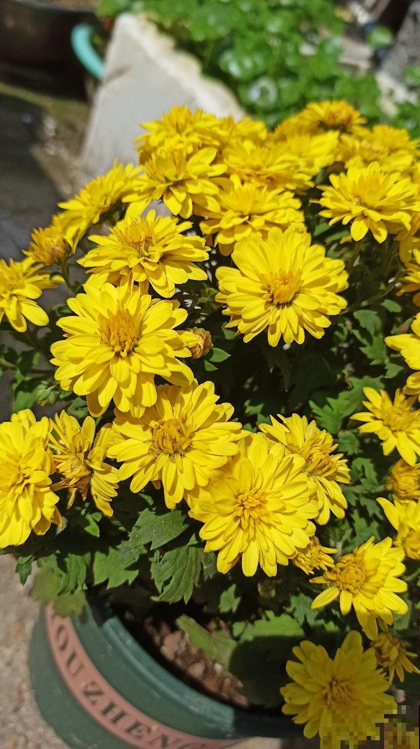 花市看到一盆花,一盆开了几十朵花,才只卖十几块钱! 花市看到一盆花,一盆开了几十朵花,才只卖十几块钱!