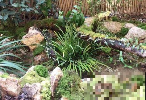 院子里挖了条小溪，做成水景美如画，看一整天也不烦