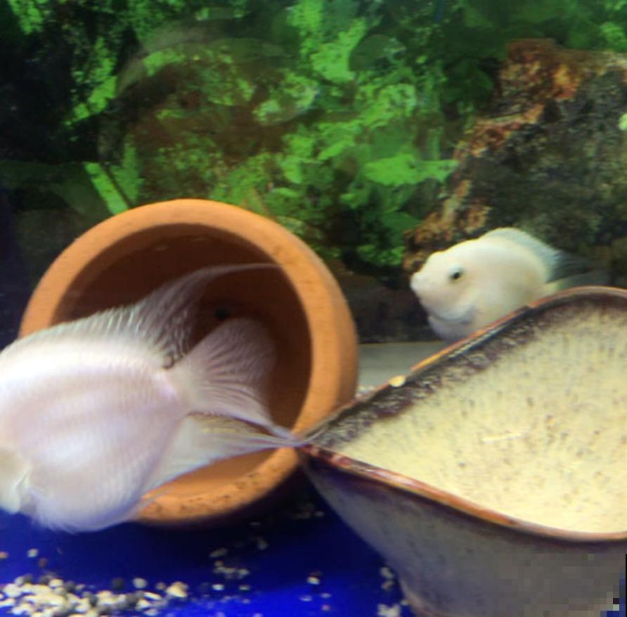 养鱼水浇花肥效好？为啥越浇越坏？这3点要注意！