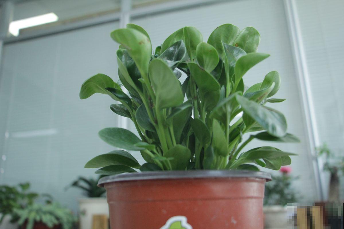 北阳台光照差，就养这5种植物，颜值超高还耐阴！