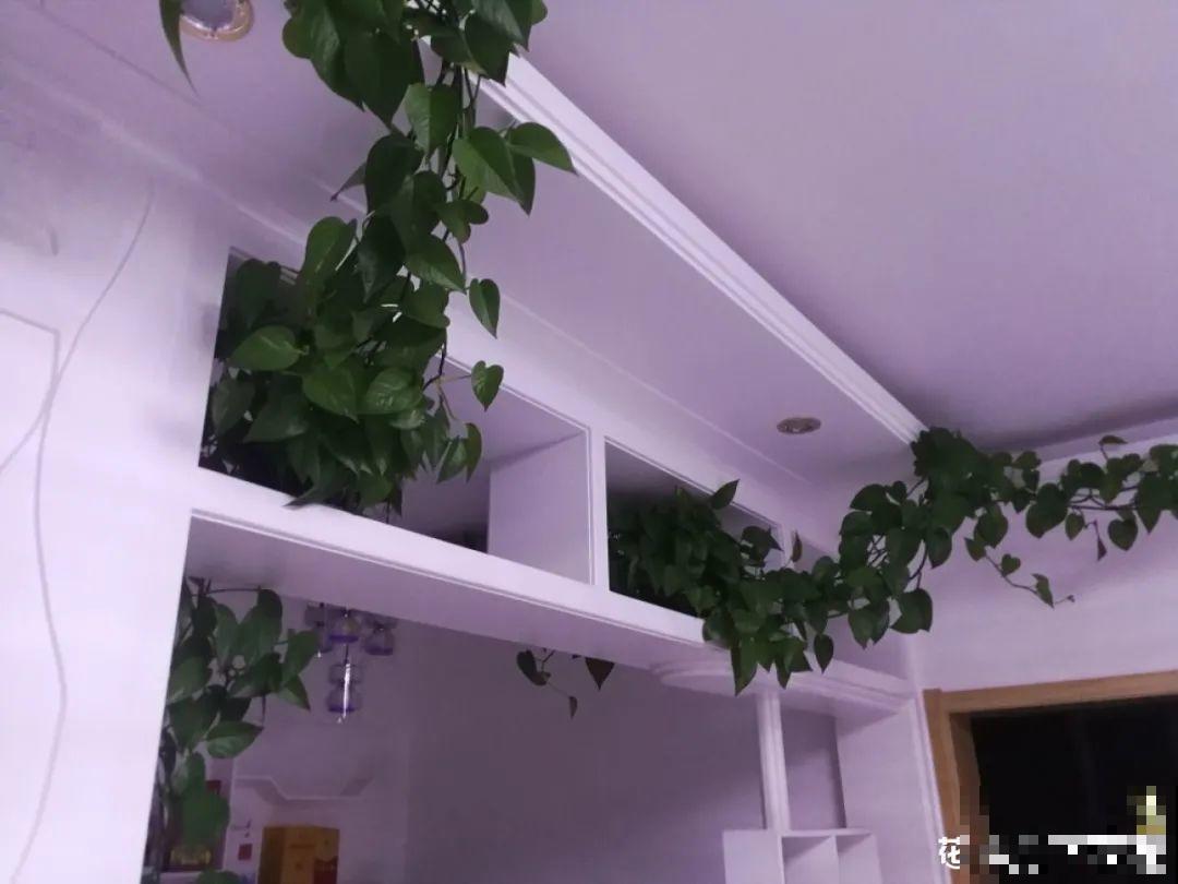 民间十大不吉利花，到底是哪流传来的