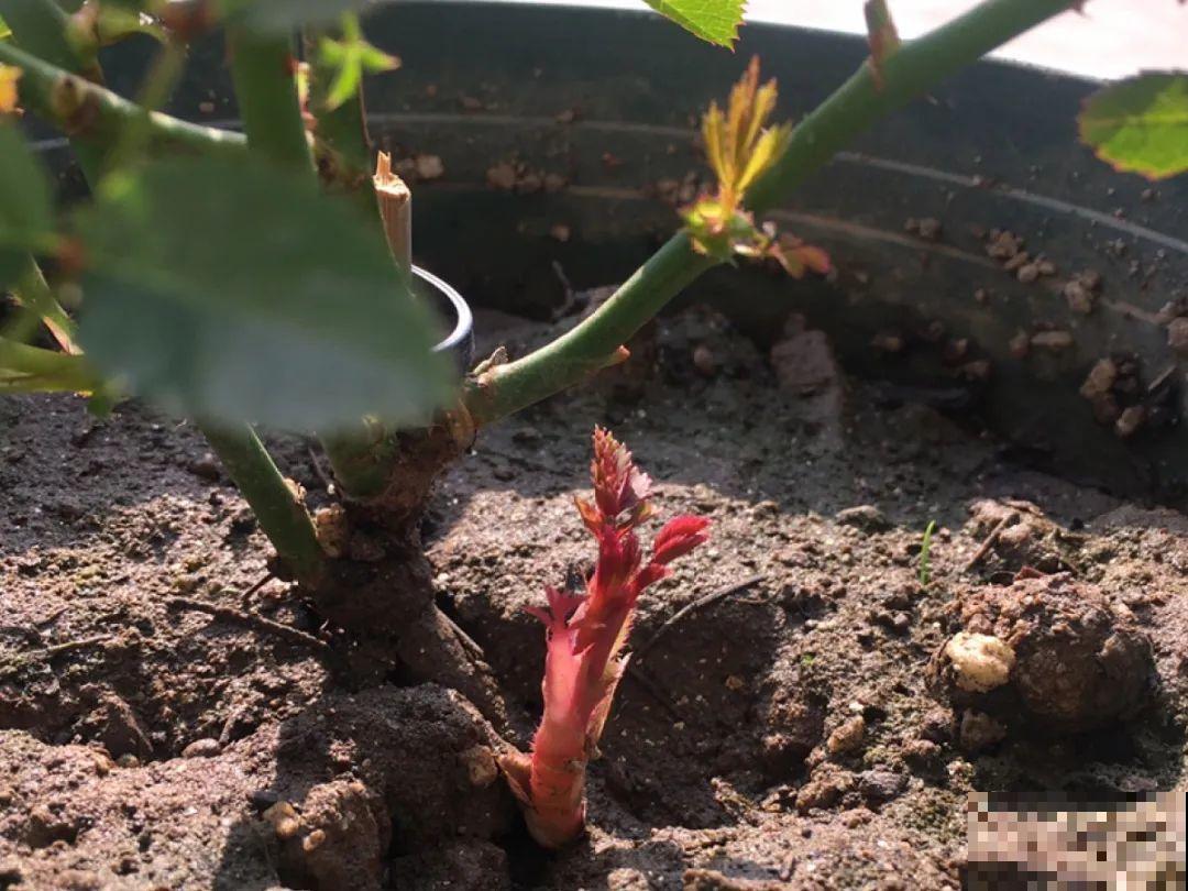 春天花要苏醒了，快施肥，新芽狂窜不断