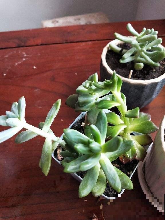 多肉长得老高,长成了“瘦高杆”,赶紧砍掉还能变美 多肉长得老高,长成了“瘦高杆”,赶紧砍掉还能变美