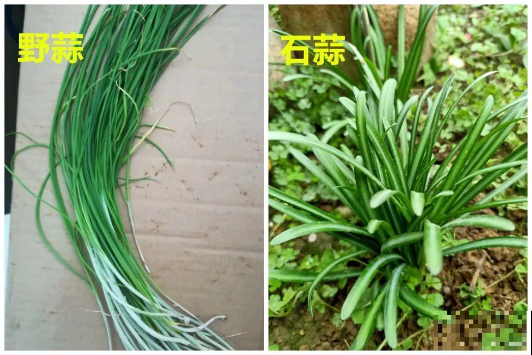 花长得像蔬菜，那也不能吃，有毒的！