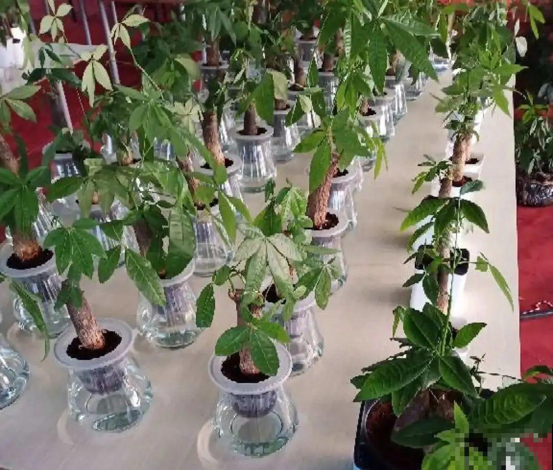 8种难养的花，脱土脱盆泡水里，越浇水长得越旺！