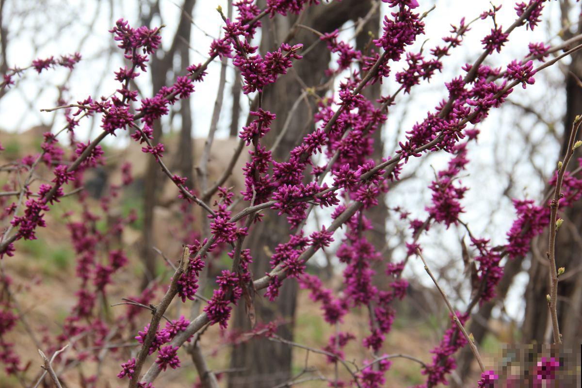 在家盆栽紫荆，这些事情你一定要注意，花朵才能开得更好！