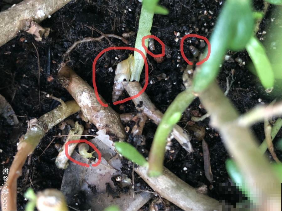 花盆里长了个“蛋”，赶紧换盆，否则必死无疑！