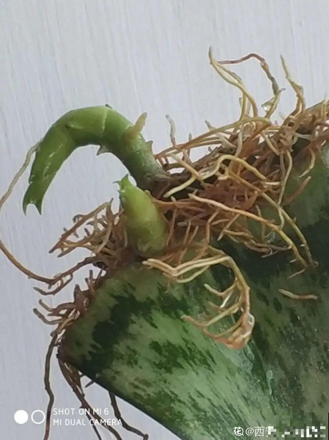 现在扦插超好活，剪根枝，捂3天，冒出狗牙根！