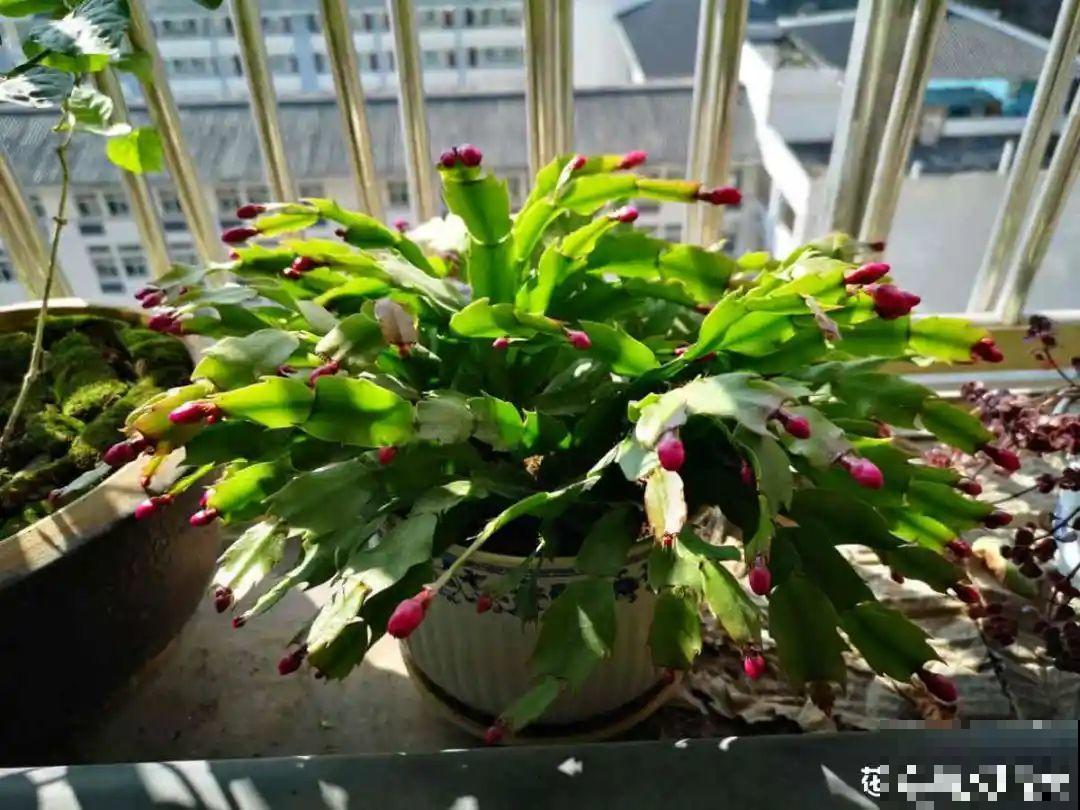 养护蟹爪兰,要注意8个要点,才能开出仙气飘飘花 养护蟹爪兰,要注意8个要点,才能开出仙气飘飘花