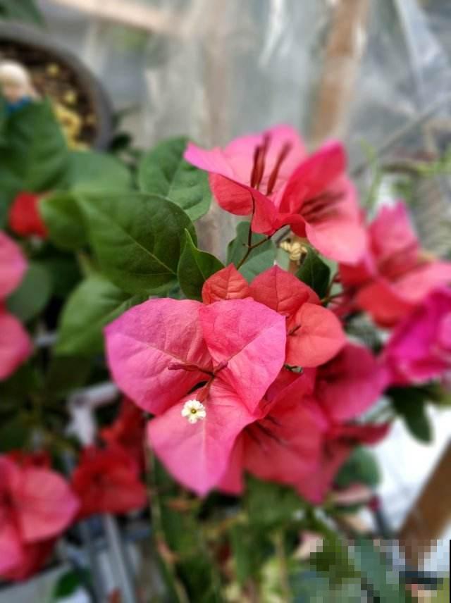 初春三角梅养护,要格外注意4要点,才能开花爆盆 初春三角梅养护,要格外注意4要点,才能开花爆盆