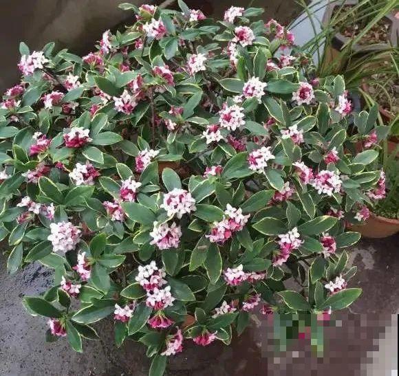 7种花，现在绝对不能剪，剪了一年不开花！