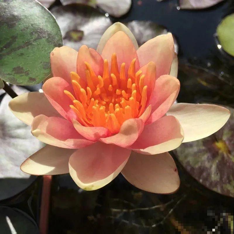 家里养盆“花中睡美人”，一天灌一瓢水，开花多得大缸放不下！