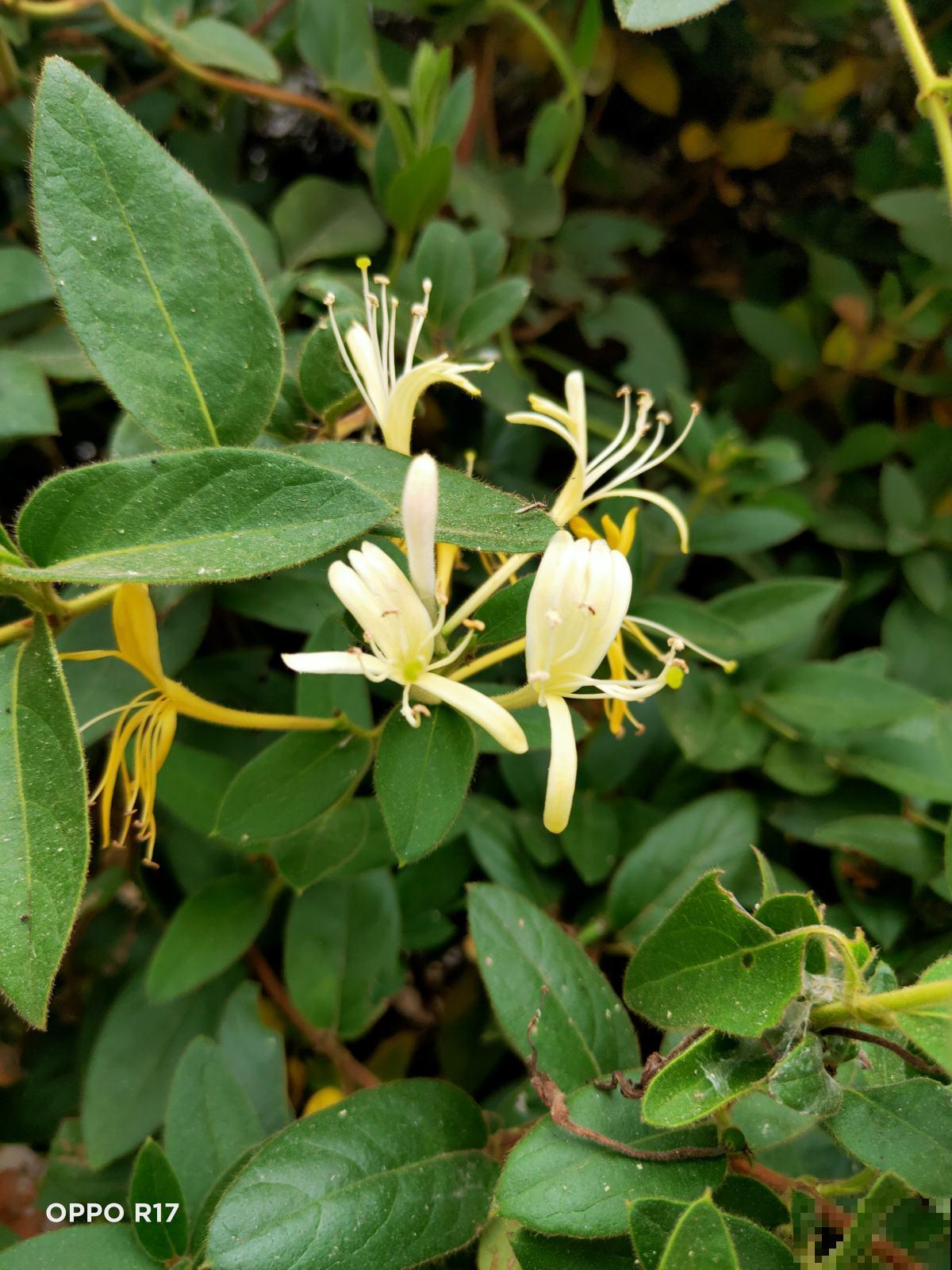 吃花历史上千年，不同的花有不用食用方法，口味太独特