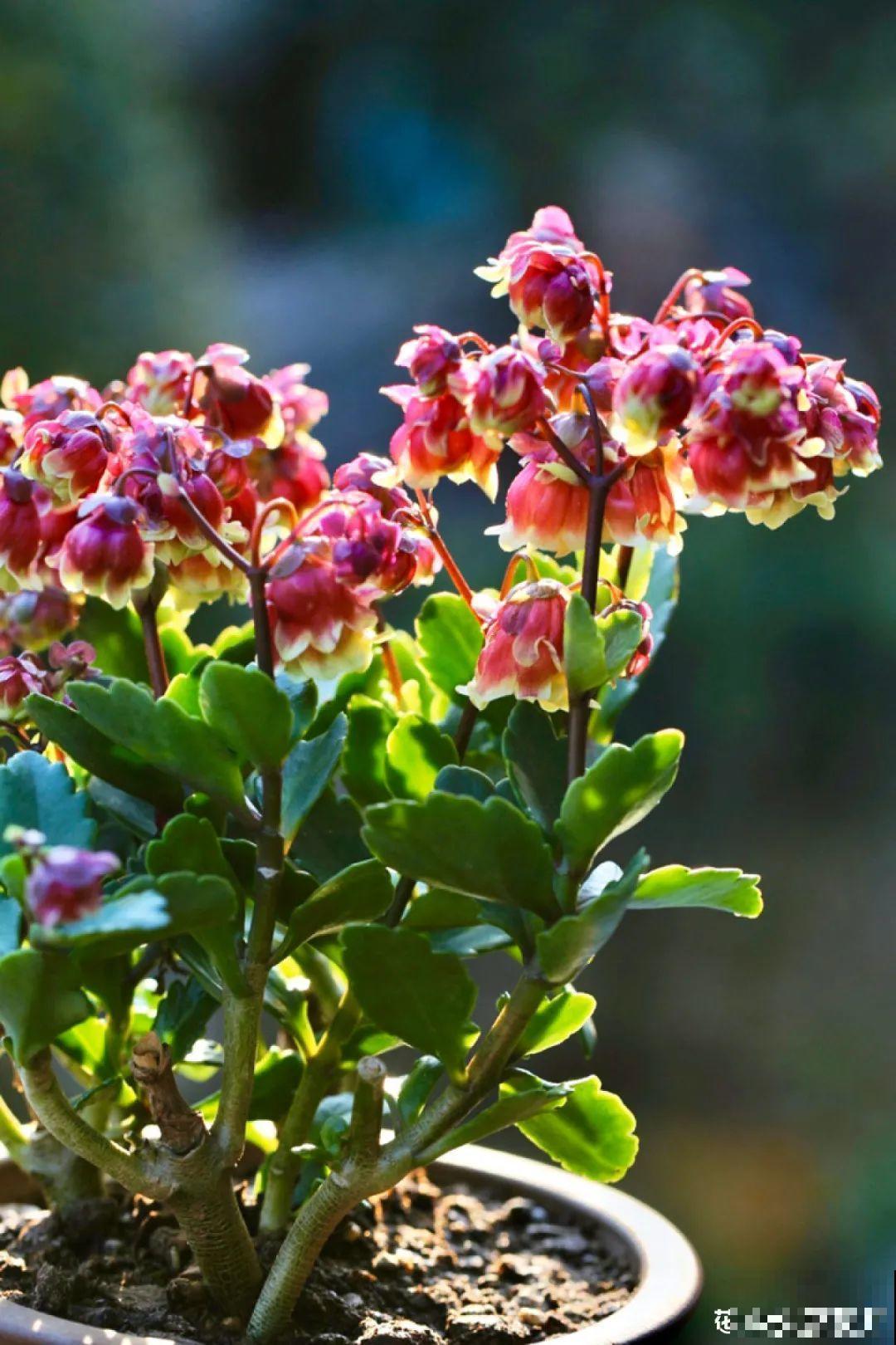 梦想有个院子，养花弄草，过舒心日子！