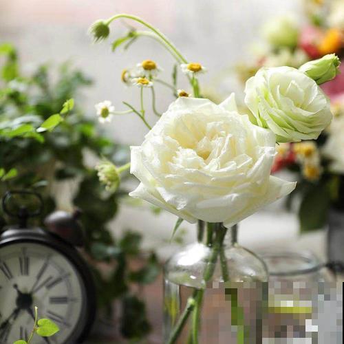 植物也爱“喝”饮料？水里兑点碳酸饮料，花卉越长越旺盛！