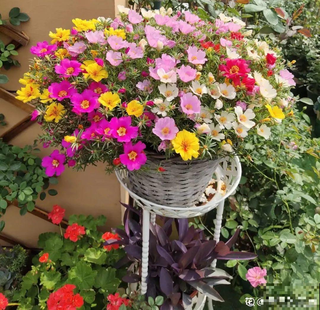 20种花春天开得正盛,花期长、容易爆花,虫害少! 20种花春天开得正盛,花期长、容易爆花,虫害少!