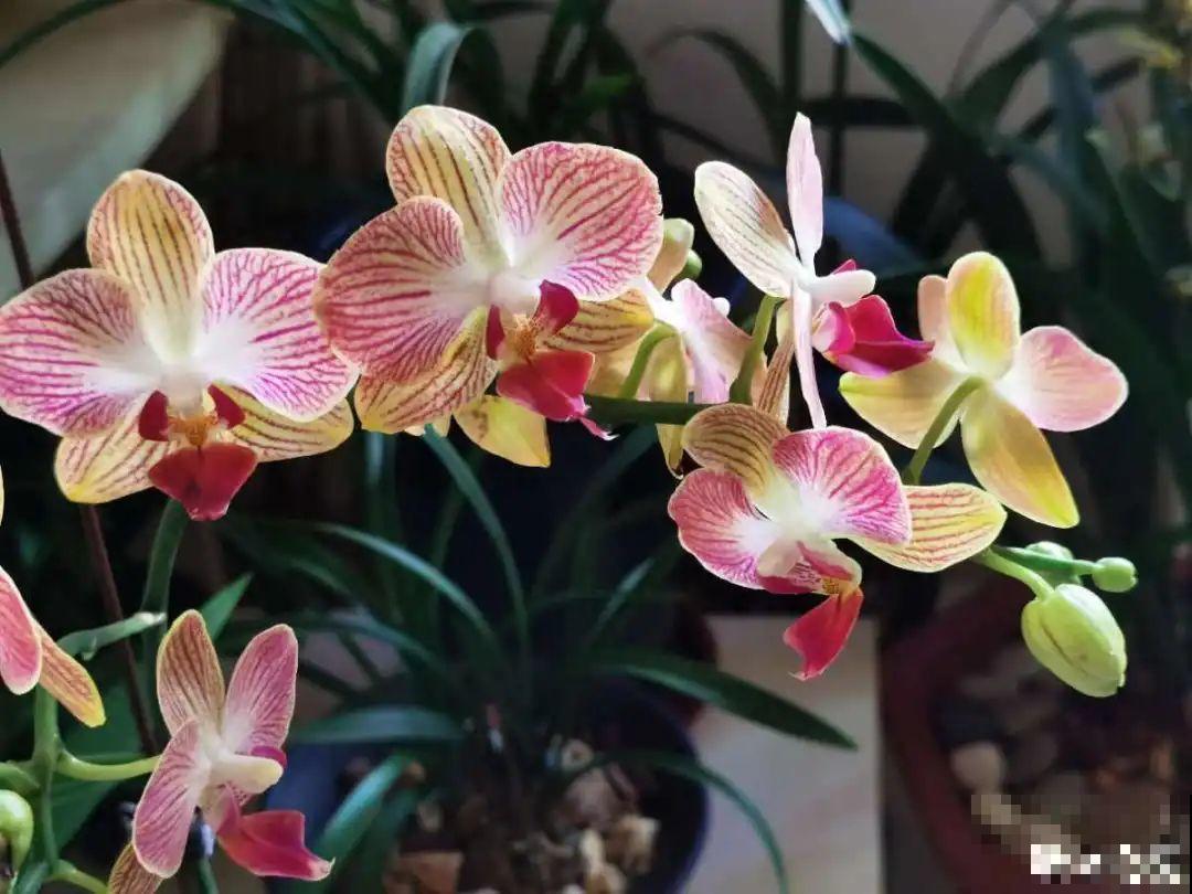 换盆也有限制，正在开花的植物不能换，不然花容易死